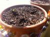 firstSprout_04-06-12.jpeg