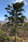 Hemlock Blue Ridge Parkway.jpg