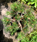 Mugo Pine Teeny Update-3.jpg