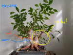 Bonsai Ficus May 2018.jpg