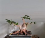 Bonsai Ficus May 2018 idea web.jpg