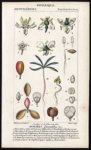 Rare-Antique-Botanical-Print-BURSERA-SIMARUBA-GUMBO-LIMBO-Turpin-Rebel-1816.jpg