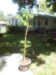 Dawn Redwood 16 June 2017 b.jpg