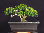 dwarf_boxwood_nov2017.jpg