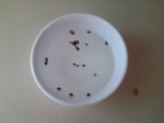 Soaking the JBP seeds fpr 24 hours 30 June 2018.jpg