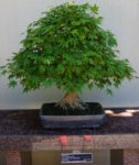 Acer Palmatum 60yo.JPG