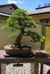 Pinus thunbergii 65yo.JPG