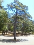 Loblolly Pine Clayton Lake 26 June 2017.jpg