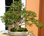 boxwood-bonsai-tree-1024x838 (1).jpg