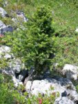 2001-04-ABIES-ALBA022w.jpg