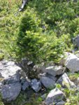 2001-04-ABIES-ALBA024w.jpg