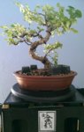 Ch. ligustrum A-L 2016 1.jpg