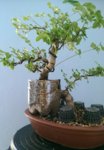 Ch. ligustrum A-L 2016 3.jpg