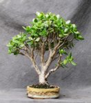 crassula01_170731b.jpg