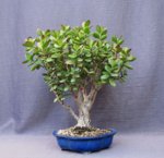 crassula01_180814a.jpg