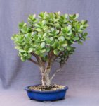 crassula01_180814b.jpg