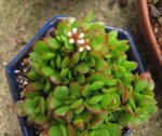 crassula-compacta_160513b.jpg