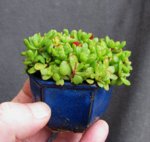 crassula-compacta_161112a.jpg