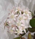 crassula_512_fleurs.jpg