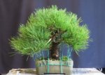 black pine 2a.jpg