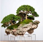 a1a0bc5601fdd366371b0f7350ae75e2--bonsai-plants-bonsai-art.jpg