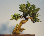 F. Shohin Boxwood 4.25.2015.JPG