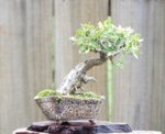 Shohin Boxwood 9.1.2018.jpg