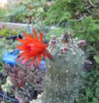 cactus_180912a.jpg