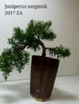 Juniperus ch. sargentii 2017 0.jpg