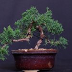 Juniperus ch. sargentii 2018 2.jpg