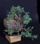 juniperus hz 2018 4.jpg