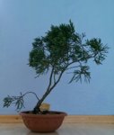 juniperus ch. 'Blaauw' 2017 1.jpg