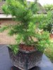 larch_layer_1_potted_004_600.jpg