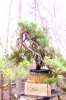 Juniper-Cascade-002.jpg