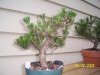 bonsai 025.jpg