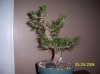 bonsai 035.jpg