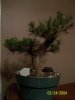 bonsai 039.jpg