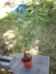 Ginseng Ficus 25 September 2018 1.jpg