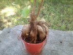 Ginseng Ficus 25 September 2018 2.jpg