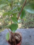 Ginseng Ficus 25 September 2018 3.jpg