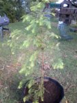 Dawn Redwood  01 Oct 2018 A.jpg