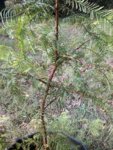 Dawn Redwood  01 Oct 2018 B.jpg