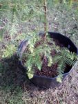 Dawn Redwood  01 Oct 2018 E.jpg