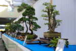 nrw_bonsai_tage-7.jpg