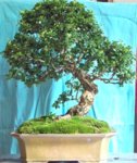 Fukien tea  oops ibc 1.jpg