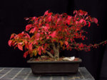 euonymus_fall2018.jpg