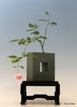 rose - pot by Bill Stufflrbrrm-Young choe 10-2017.jpg