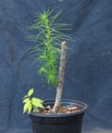 larix12-06_170613a.jpg