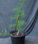 larix12-06_170826a.jpg