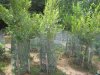 Caged Elm Growing Field 016.jpg